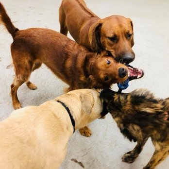 Barks to Riches - Pet Groomers Near Me - Tampa, Florida