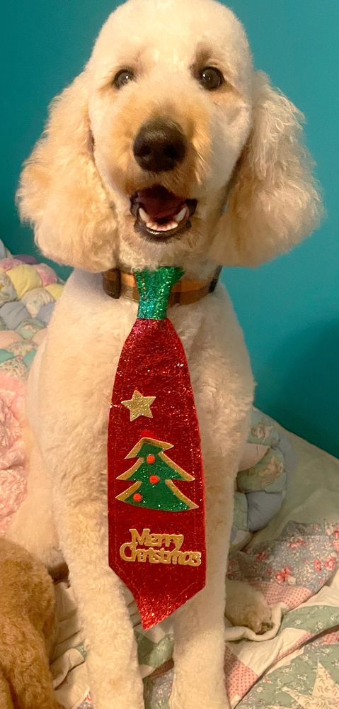 Snazzy Snouts Dog Grooming Image