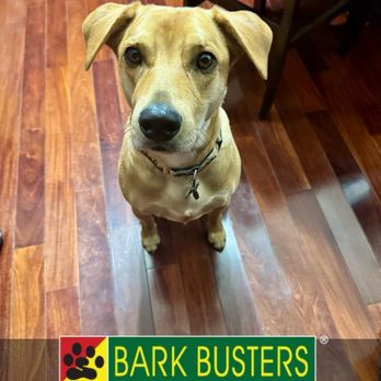 Bark Busters - Groot aced his lesson dealing with his human aggression! - Pet Training Near Me Bark Busters - Groot aced his lesson dealing with his human aggression! - Pet Training Near Me