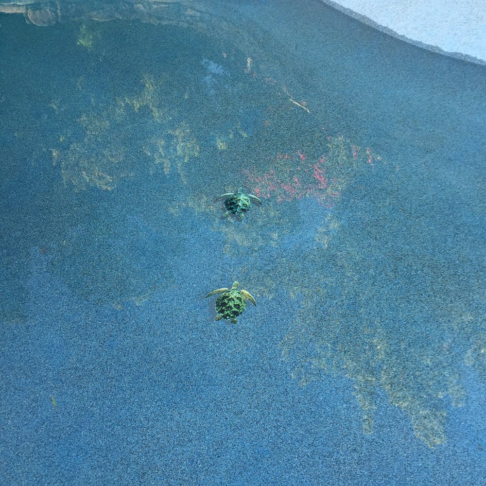 5 Star Pool Plaster - Swimming Pools Near Me 5 Star Pool Plaster - Swimming Pools Near Me