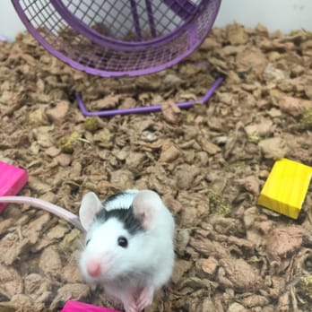 Petco Visit Now 55 Photos 34 Reviews Pet Stores 1009 E
