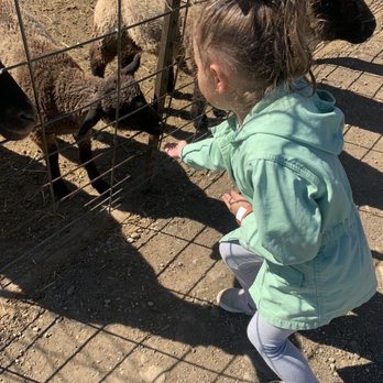 Blake's Orchard & Cider Mill - Baby sheep - Fruits & Veggies Near Me - Armada, Michigan Blake's Orchard & Cider Mill - Baby sheep - Fruits & Veggies Near Me - Armada, Michigan