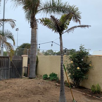 First Class Tree Service - Smaller Queen palms in the backyard - Tree Services Near Me First Class Tree Service - Smaller Queen palms in the backyard - Tree Services Near Me