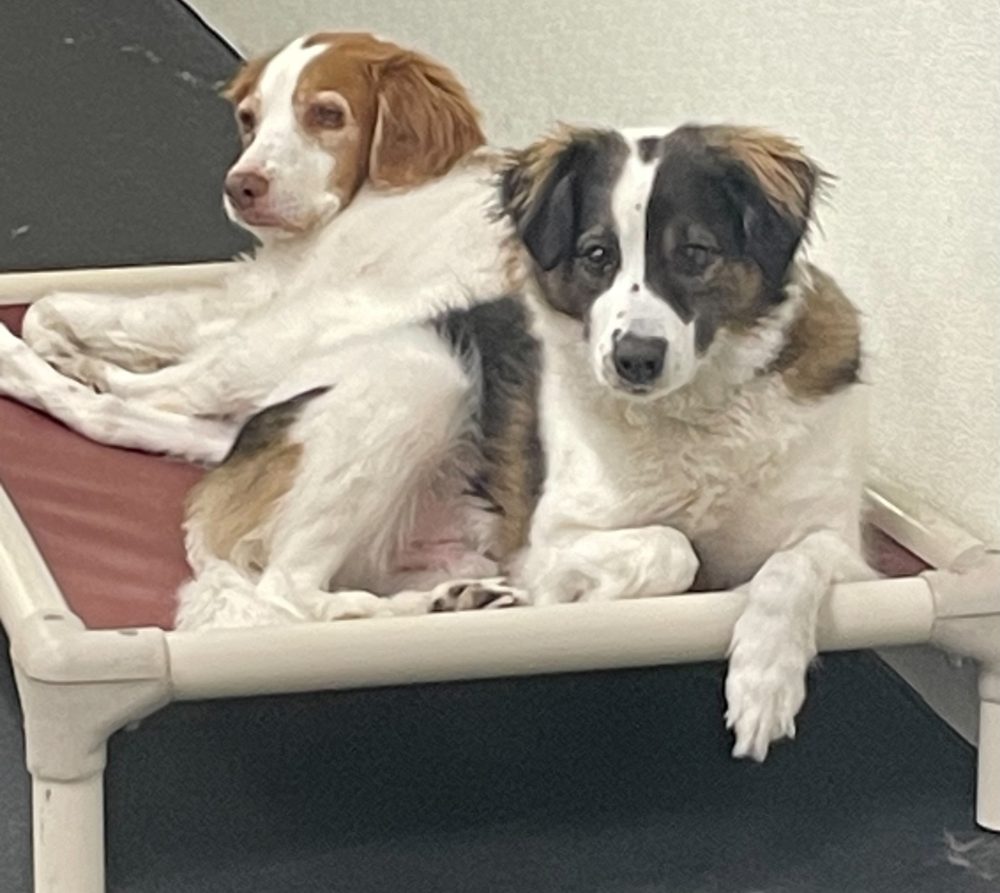 MEADOWS DOG HOUSE Updated August 2024 19 Photos 2639 Kirchoff Rd