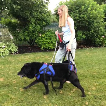 Walkin' Pets - Walkin' Lift Combo Harness (Walkin' Wheels wheelchair compatible) - Pet Stores Near Me - Amherst, New Hampshire