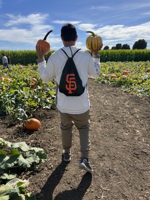 Cool Patch Pumpkins by null