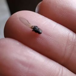 Starbucks - A bug I found in my drink