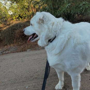 Paws and Play - Pet Services Near Me - Ramona, California Paws and Play - Pet Services Near Me - Ramona, California