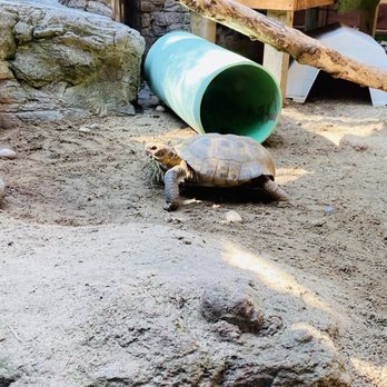 CuriOdyssey - Turtle - Zoos Near Me - San Mateo, California