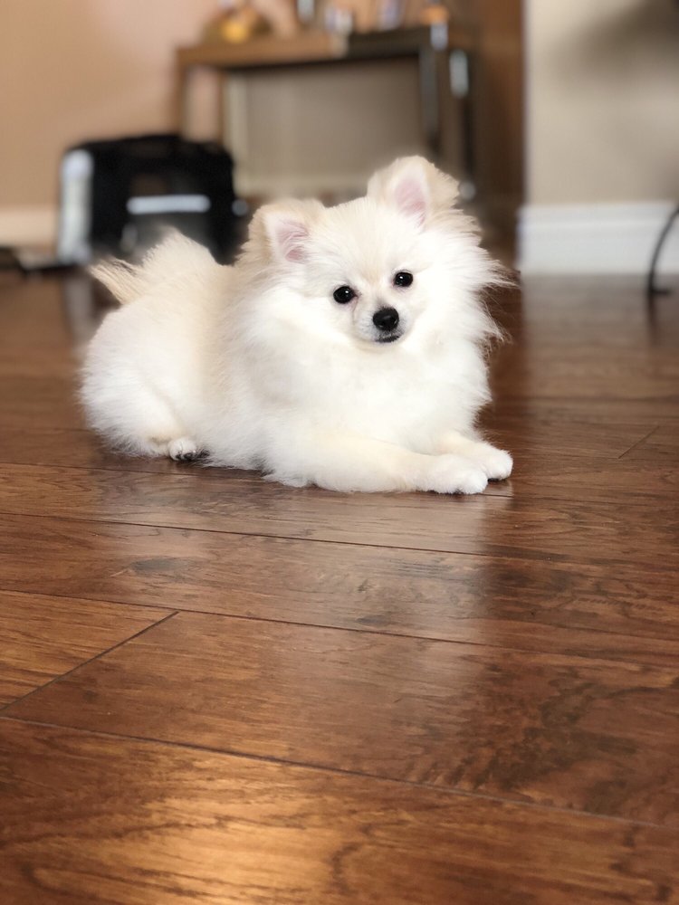 ALPINE PET GROOMING - 16 Photos &amp; 13 Reviews - Pet Groomers - 128 S Orchard Ave, Vacaville, CA