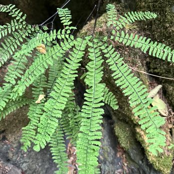 Essential Elements Wellness - We offer seasonal herb & foraging walks. - Reflexology Near Me - Victoria, British Columbia Essential Elements Wellness - We offer seasonal herb & foraging walks. - Reflexology Near Me - Victoria, British Columbia