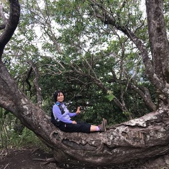 Waʻahila Ridge State Recreation Area - Another tree and a great place to rest. - Hiking Near Me - Honolulu, Hawaii Waʻahila Ridge State Recreation Area - Another tree and a great place to rest. - Hiking Near Me - Honolulu, Hawaii