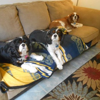 Renaissance Pet Resort & Spa - LUXURY SUITE - Pet Groomers Near Me - Banning, California Renaissance Pet Resort & Spa - LUXURY SUITE - Pet Groomers Near Me - Banning, California
