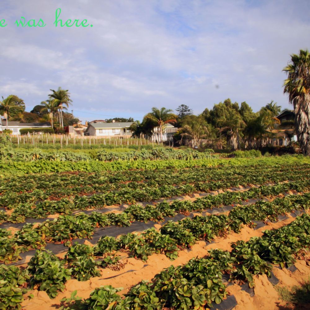 Cyclops Farm - Berry Good looking fields. Joniene - Farmers Market Near Me - Oceanside, California Cyclops Farm - Berry Good looking fields. Joniene - Farmers Market Near Me - Oceanside, California