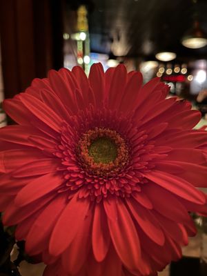 Jerry's Bar by null