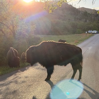 Custer State Park - Parks Near Me - Custer, South Dakota