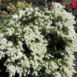Hicks Nursery & Christmas Trees