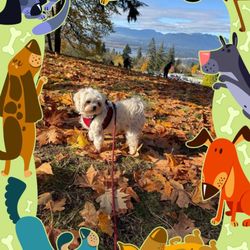 Kidz Dental Haven - Chewy having an Adventure with Dr Bhanji