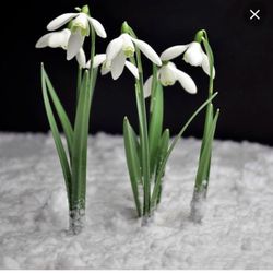 Snowdrop Lactation & Breastfeeding Services