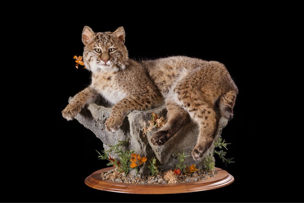 Natures Accent Taxidermy - taxidermy in Narvon, PA