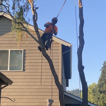 Joe Grab Tree Service - Tree Services Near Me Joe Grab Tree Service - Tree Services Near Me