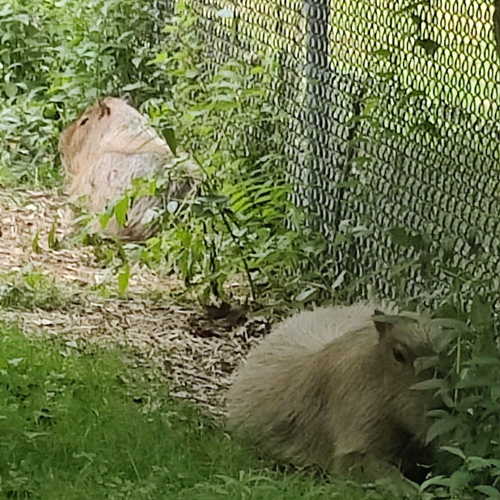 High Park Zoo - Capybara - Zoos Near Me - Toronto, Ontario High Park Zoo - Capybara - Zoos Near Me - Toronto, Ontario
