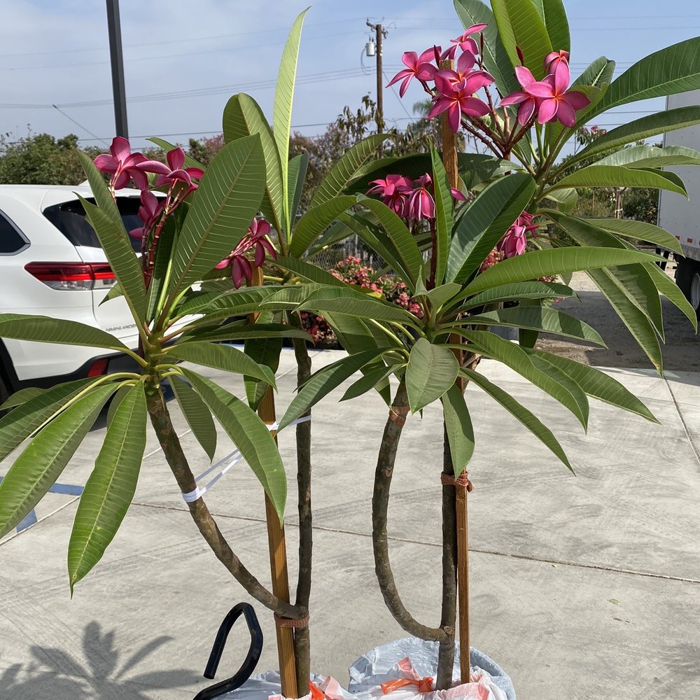 Perla Nursery - Plumerias - Gardeners Near Me - Rancho Cucamonga, California Perla Nursery - Plumerias - Gardeners Near Me - Rancho Cucamonga, California