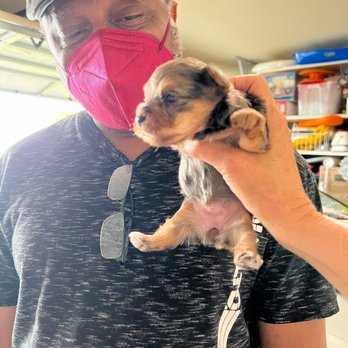 Teacup Yorkies In Texas - We were able to see them and pick our babies. - Pet Breeders Near Me Teacup Yorkies In Texas - We were able to see them and pick our babies. - Pet Breeders Near Me