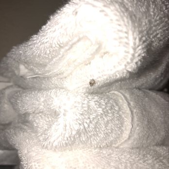 Harborside Suites at Little Harbor - Dead Spider on a "clean" towel - Hotels Near Me - Ruskin, Florida Harborside Suites at Little Harbor - Dead Spider on a "clean" towel - Hotels Near Me - Ruskin, Florida