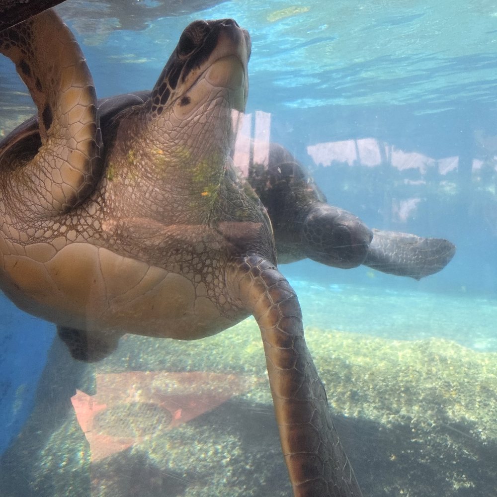 Maui Ocean Center - Turtle - Aquariums Near Me - Wailuku, Hawaii Maui Ocean Center - Turtle - Aquariums Near Me - Wailuku, Hawaii