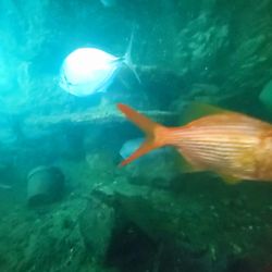 Zane Grey’s Aquarium and Dock Restaurants and Bars - Don't miss the aquarium inside