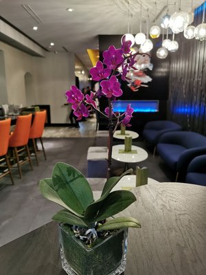 Tri Dim Shanghai West [UWS] Restaurant and Bar 鼎豐 by null