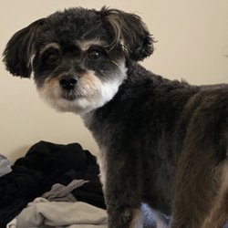 4 Paws Pet Care - My dog after being groomed