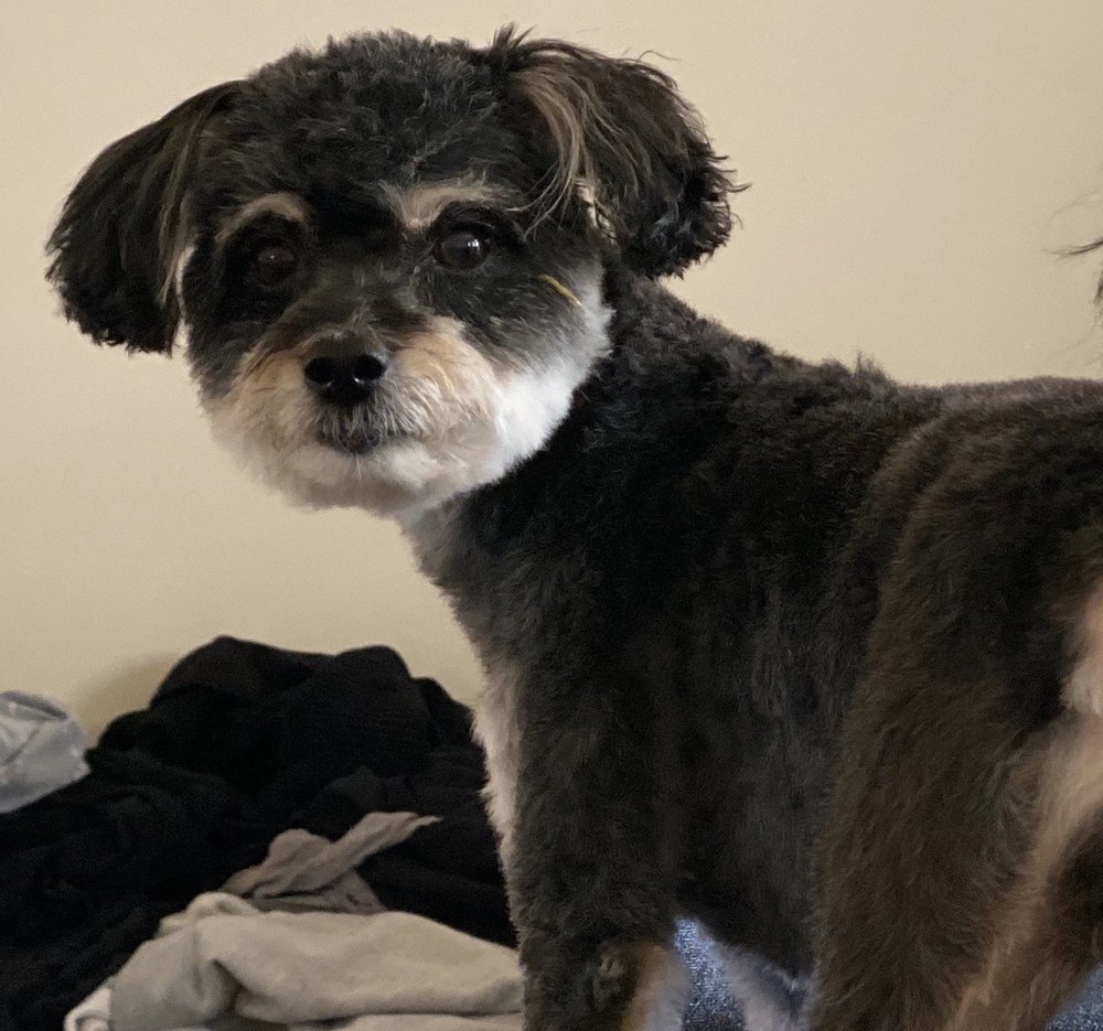 4 PAWS PET CARE Updated August 2024 3132 Post Rd, Stevens Point