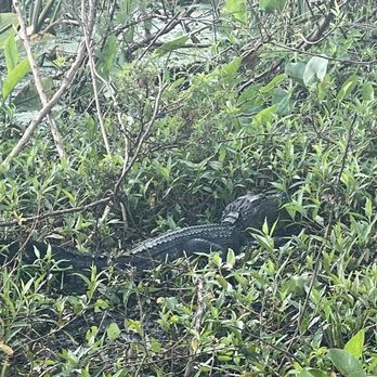 Airboats & Alligators - Gator. - Boating Near Me - Immokalee, Florida