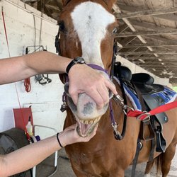Equine Interactions Of palm beach County - Josie showing her teeth