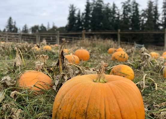 Oregon Heritage Farms by null