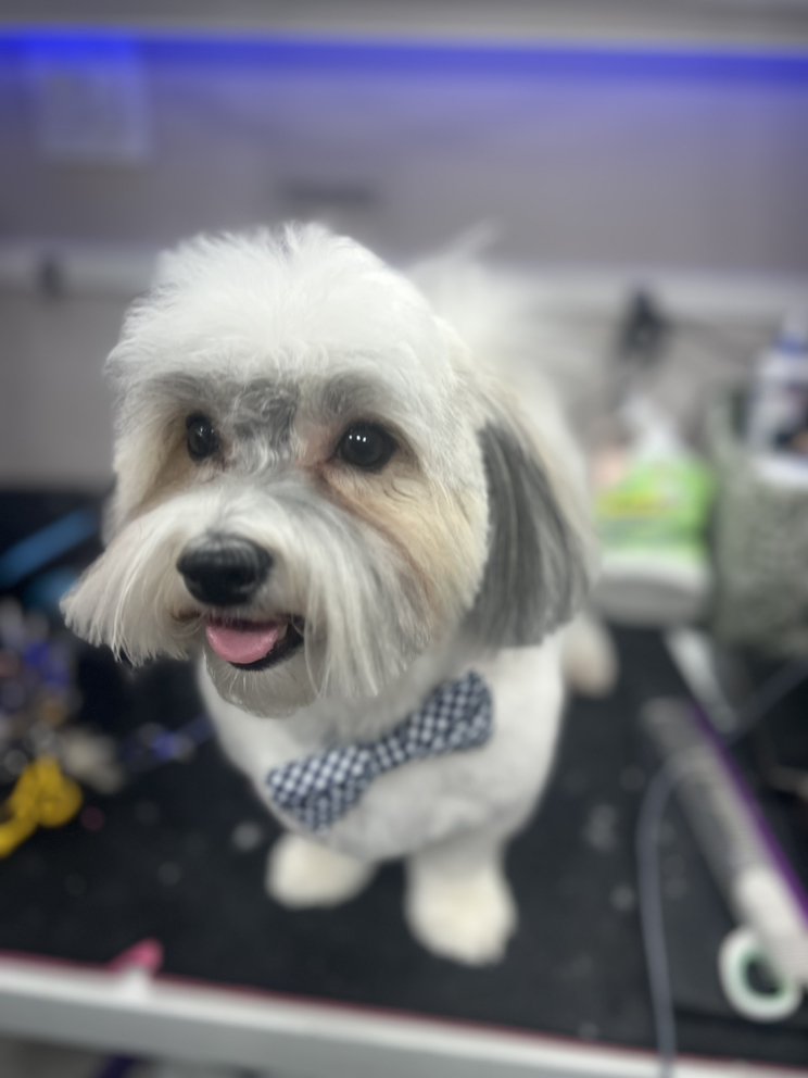 GROOMER ON THE GO Updated May 2024 96 Photos & 79 Reviews