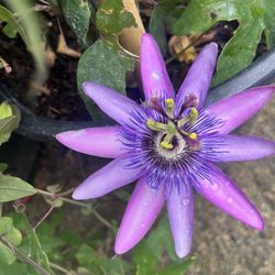 luna's Gardens - Beautiful color, May 2026