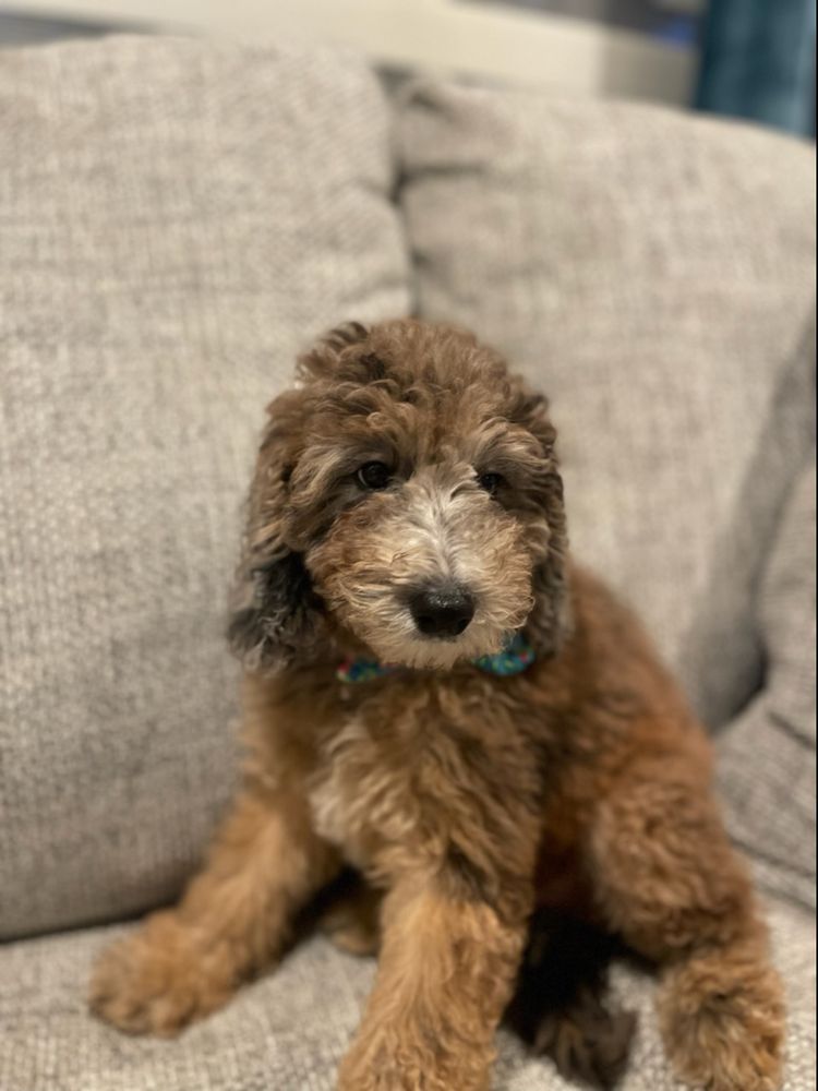 HAPPY DOG HIDEAWAY Updated May 2024 10 Photos 6701 E Madison St