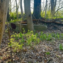 Swan Creek Metropark - Unexpected concrete