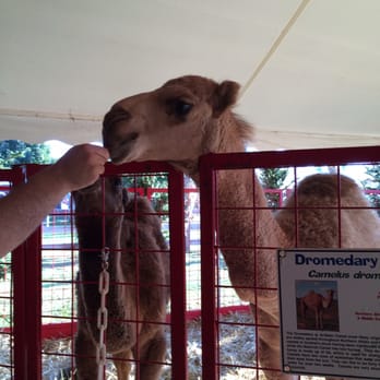 Didier Farms - Feeding the camels - Farmers Market Near Me - Prairie View, Illinois