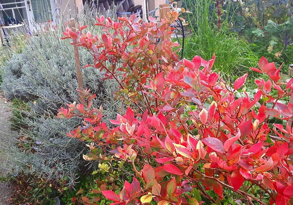 JOYGARDENS LANDSCAPE DESIGN AND CARE Updated September 2024 3137