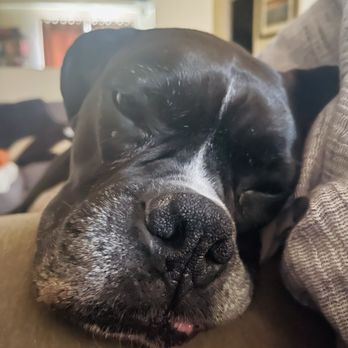 Animals Only - Tired dog after hydrotherapy - Veterinarians Near Me - San Diego, California