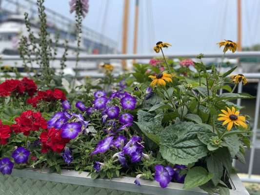 City Cruises by null