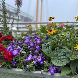 City Cruises
