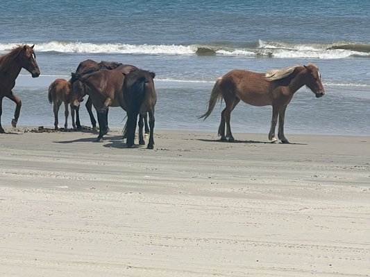 Corolla Wild Horse Tours by null