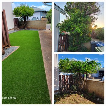 Island Green - After much needed cleanup, the calamansi tree looks outstanding. - Landscaping Near Me