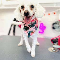 Spaw Day Mobile Grooming Salon - Tootz looks great and happy!!