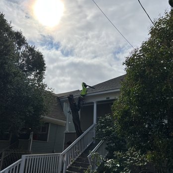 JMV Tree Service - They even blew tree trimmings off the roof! - Tree Services Near Me - Hayward, California